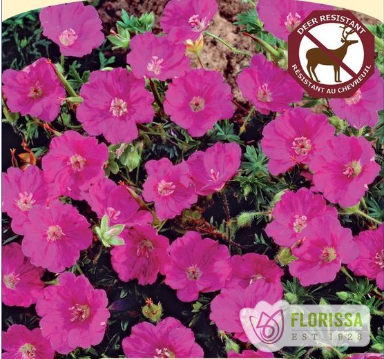 Geranium Sanguineum