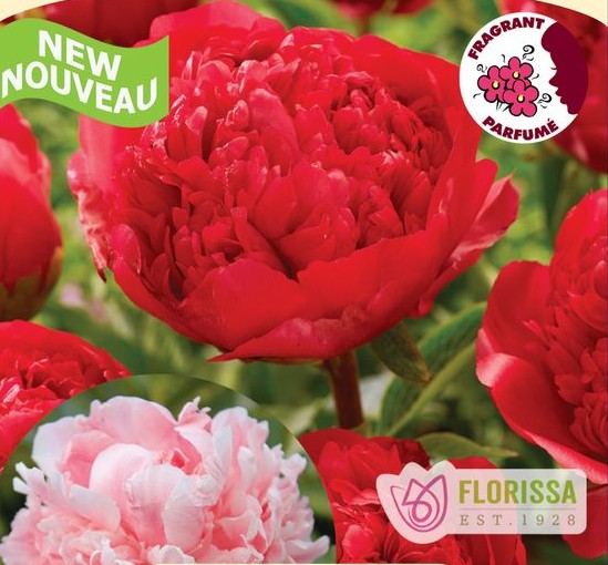 Paeonia Command Performance