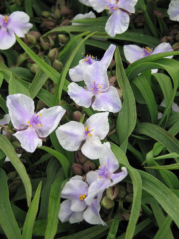 Tradescantia Bilberry Ice